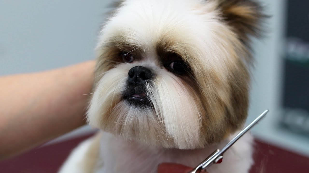 Shih Tzu Haircuts | Shih Tzu Tutorial