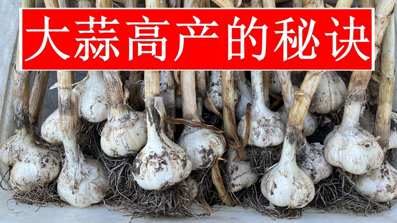 【大蒜高产的要点】蒜头怎么才能长得大？
