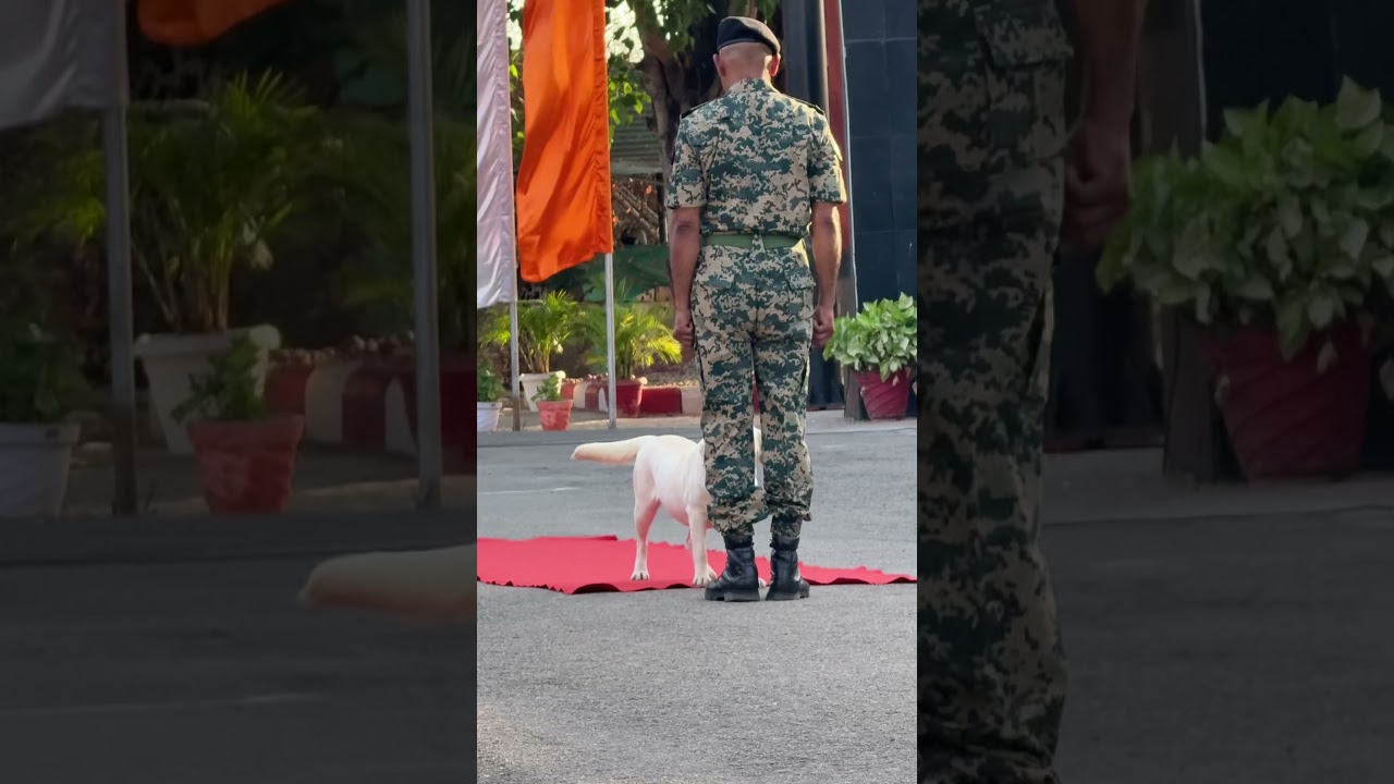 Intelligent Bsf 🐕 and Jawan Bond🤝 #bsf #shorts #shortvideo #dog #love #15august #26january