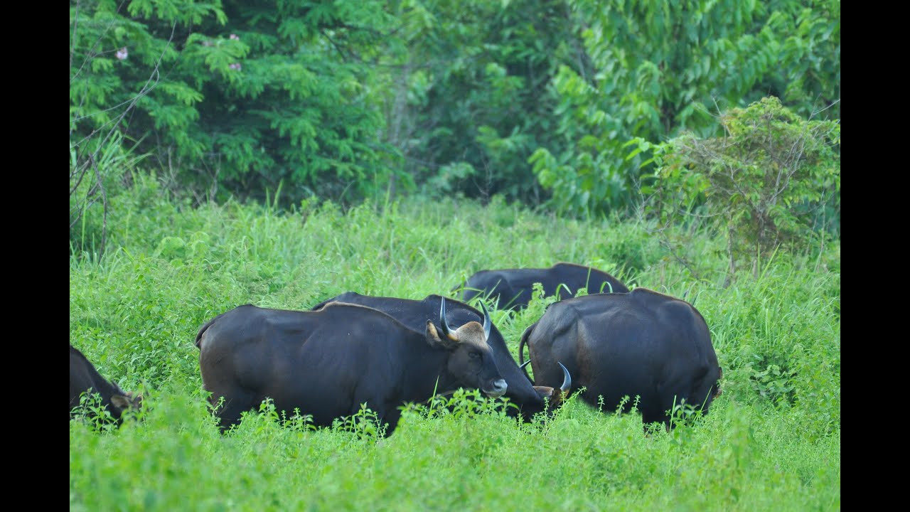The Rich Biodiversity of Cat Tien National Park and Van Hoa Dong Nai nature reserve