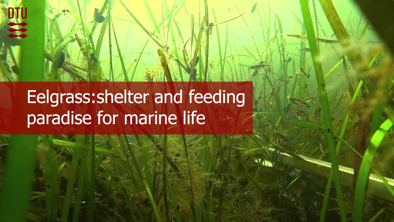 Eelgrass and its inhabitants