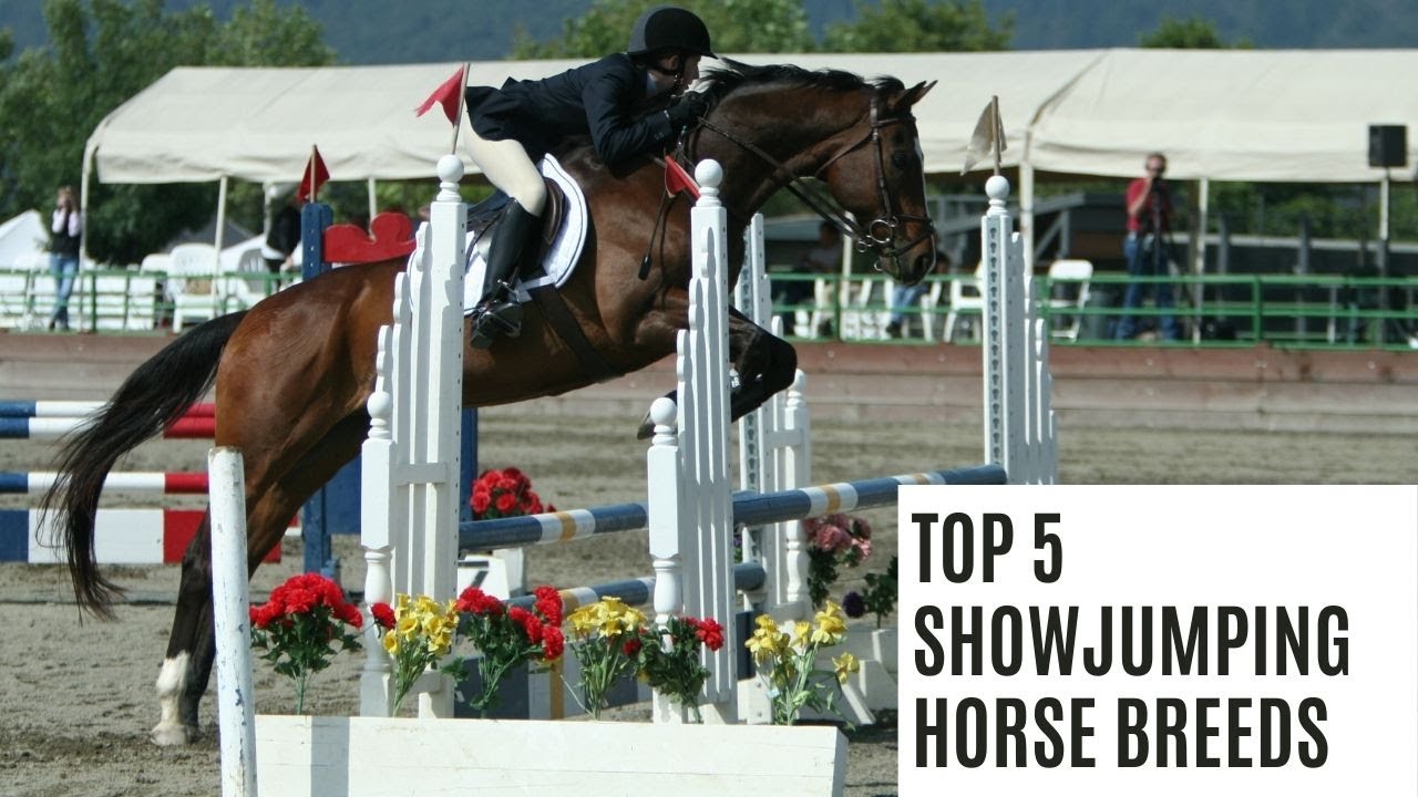 5 Best ShowJumping Horse Breeds