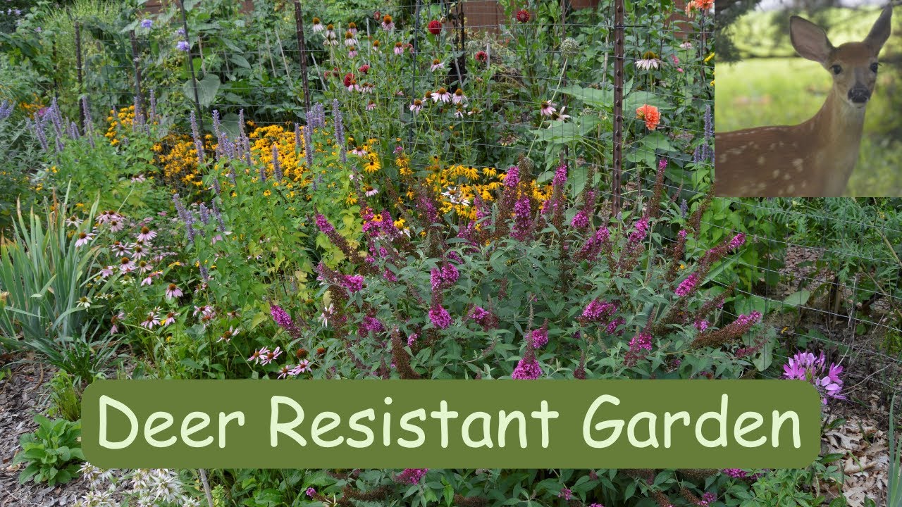 26 Ultra Deer Resistant Plants for Your Garden