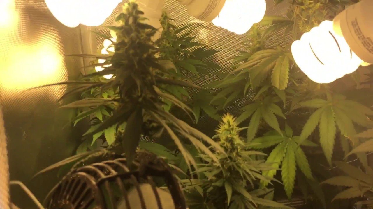 Cfl Grow Tent Week 5 Flowering Durban Widow