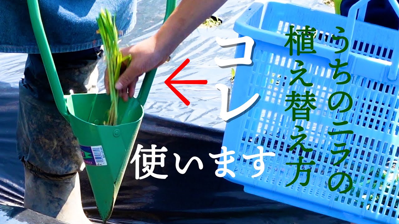 無限にある穴の中にニラを植えていく…