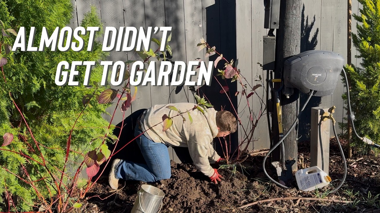 Dogwoods in the Ground + More Creeping Fig on the Fence