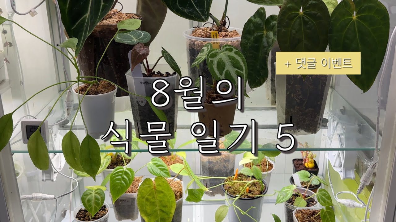 [식물vlog] 8월의 식물일기 5편 | 온실장을 처음 써봤더니 안스리움이...🤔 | 구독자 800명 기념 댓글 이벤트! 🎁