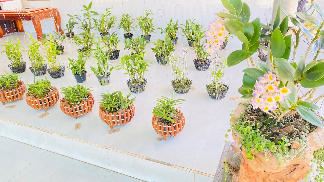 Lan rừng các loại 20/2/2026 lh 0373779176 khai Xuân đầu năm 