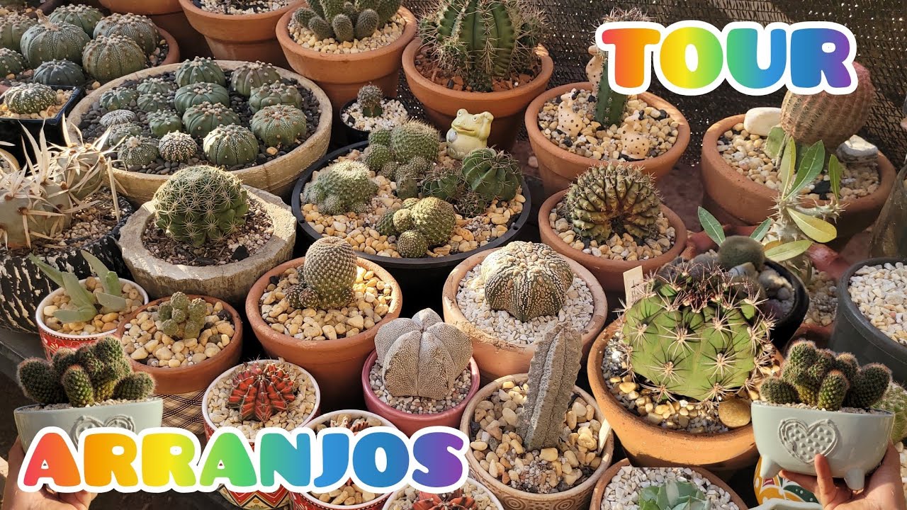 NOVOS ARRANJOS , REPLANTES, TOUR NA COLE&Ccedil;&Atilde;O. #jardimdecactos #cactus #jardim