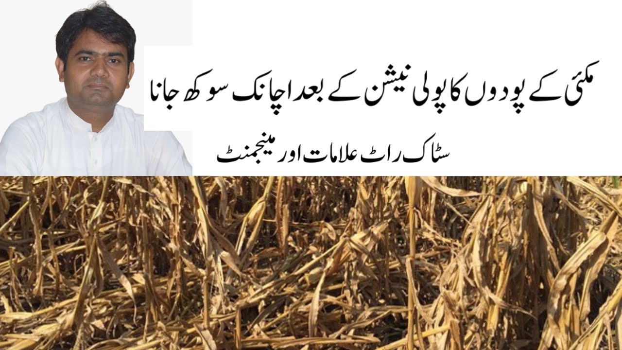 Stalk rot management in maize (مکئی میں پودوں کا اچانک خشک ہو جانا۔ بیماری کی وجہ اور مینجمنٹ)