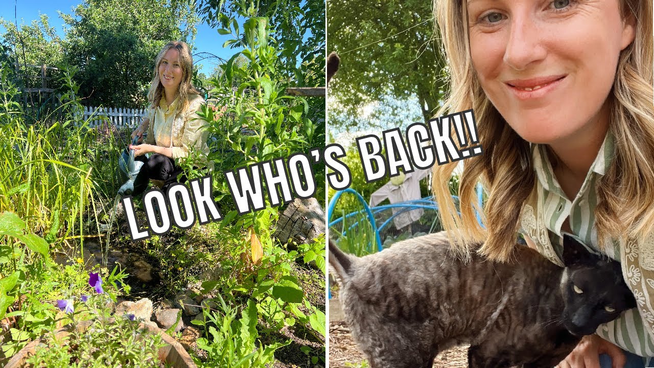MAKE YOUR OWN PLANT FEED FOR FREE! / ALLOTMENT DIARIES FOR BEGINNERS / AD