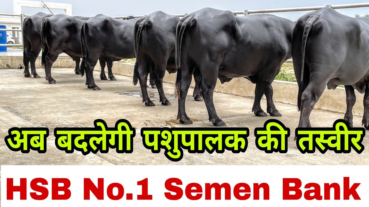 सिर्फ HSB के बुल बदल सकते हैं मुर्राह की काया पलट, HSB के बुलों का सीमन रखवा लाएं अच्छी ब्लडलाइन