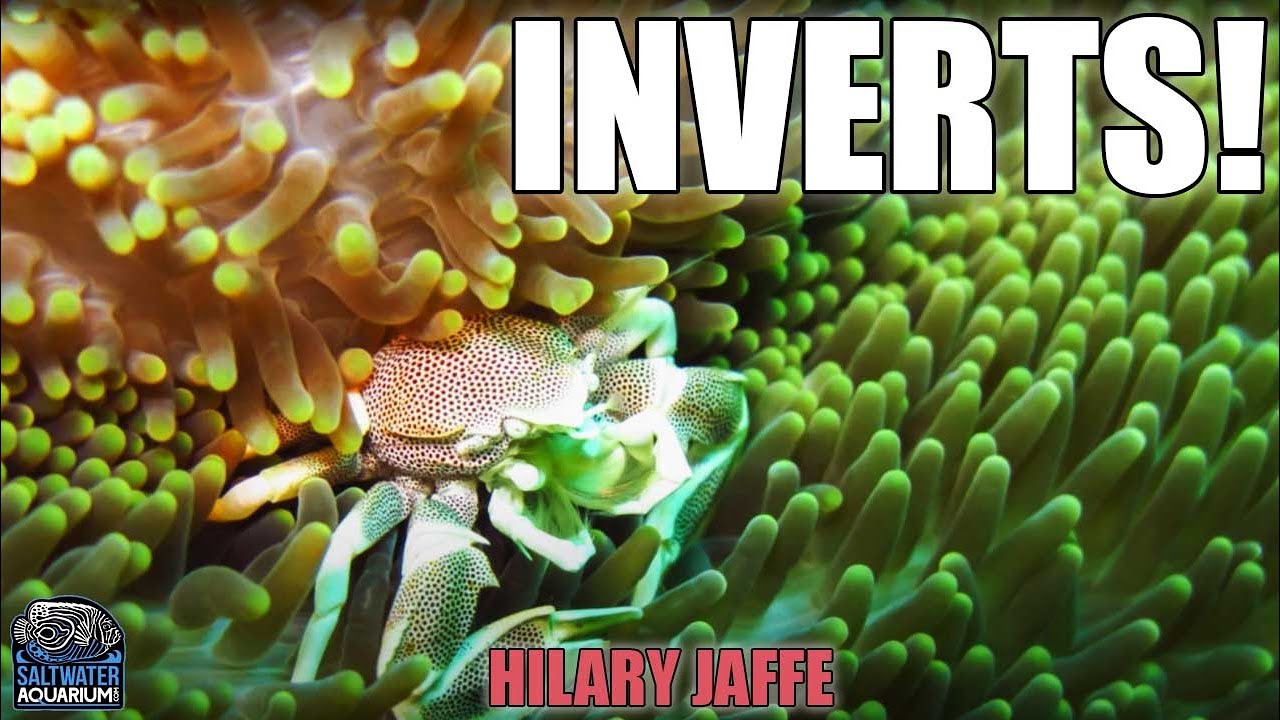 NEW INVERTEBRATES - Check Out The Shrimp, Crabs, Conchs & More - Hilary Jaffe