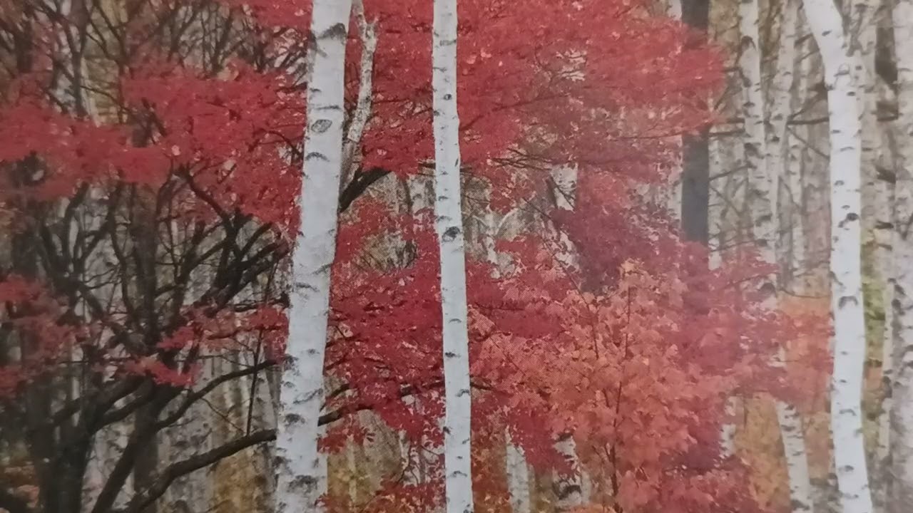 目ン無い千鳥(日語歌曲)