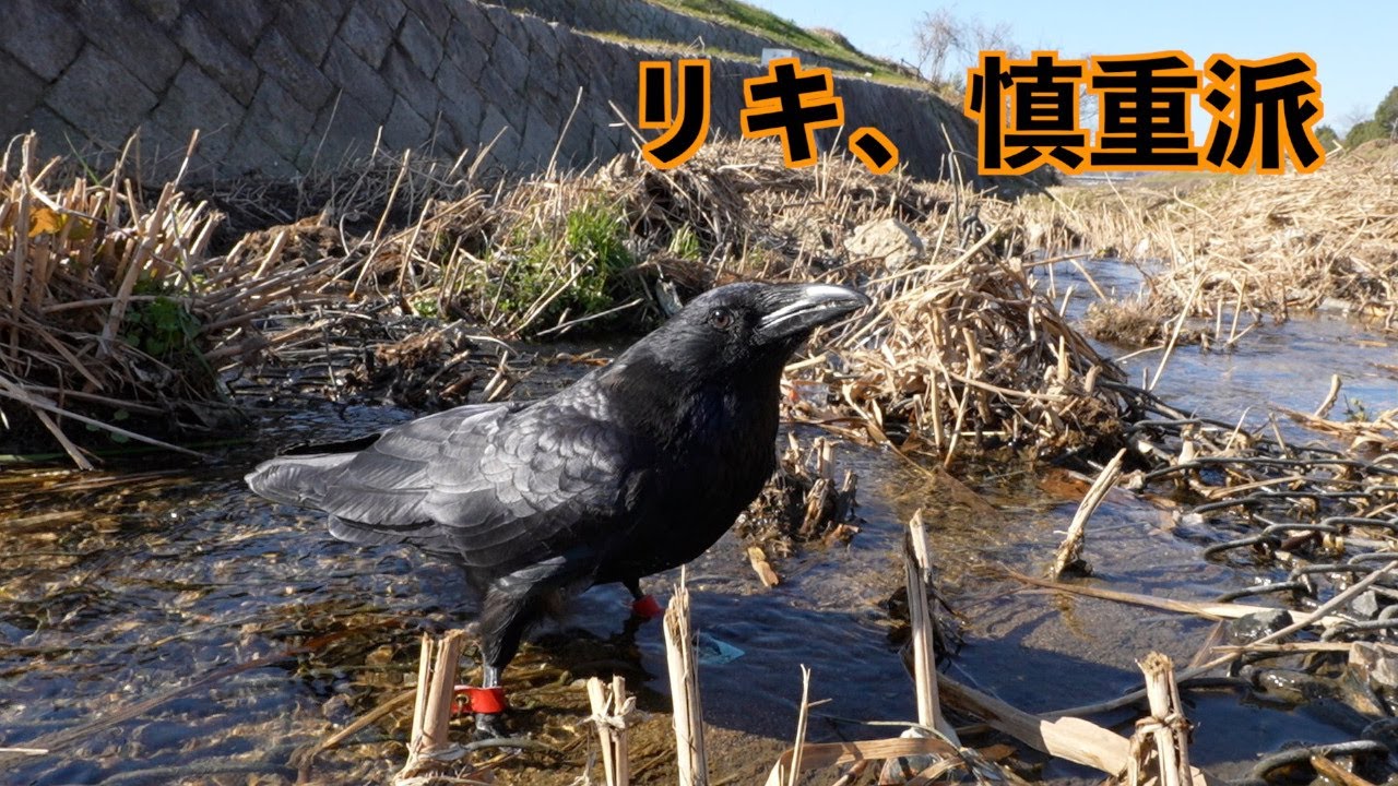 [カラスのリキと水辺さんぽ]気持ちいいはずの場所で…
