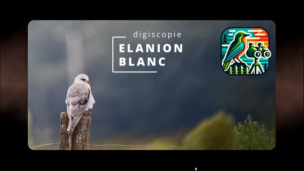 Observation ELANION BLANC  (&bull;‿&bull;)   💥Techniques de DIGISCOPIE