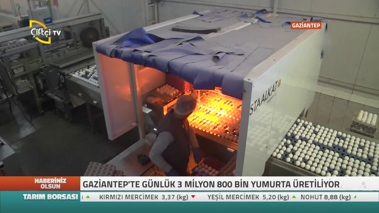 Haberiniz olsun - Gaziantep' Te Günlük 3 Milyon 800 Bin  Yumurta Üretiliyor...