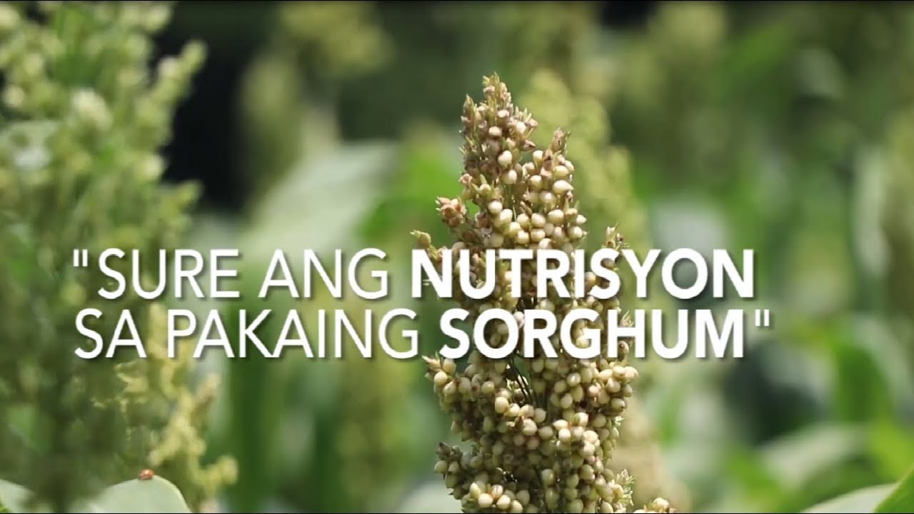 SORGHUM PRODUCTION AND UTILIZATION AS LIVESTOCK FEED