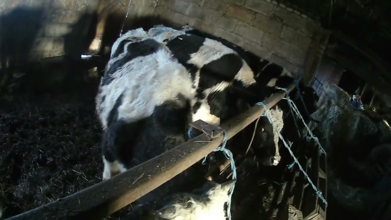 vlog z farmy#18 moje codziennie obowiązki przy bydle
