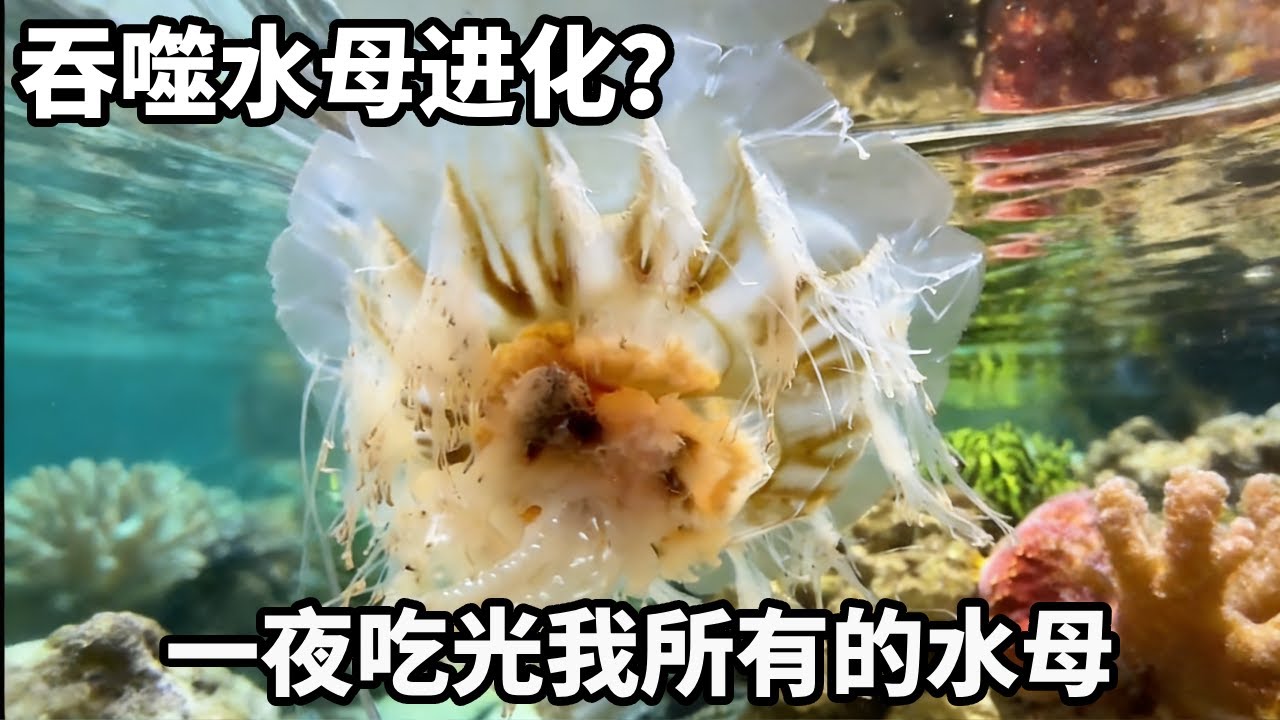 海洋生物盲盒开出吞噬怪？可惜我的五颜六色的水母，一夜间被全部吃光！#诺亚方缸 #科普 #水槽台 #海洋生物