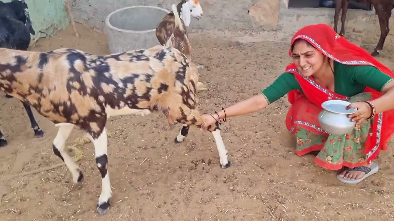 मैंने किया first बार got milking 🤥 