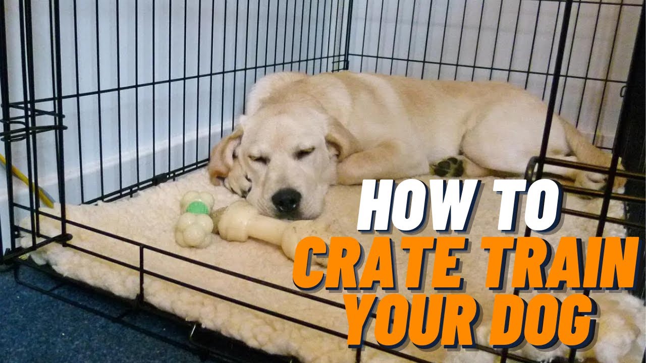 How to Crate Train Your Dog