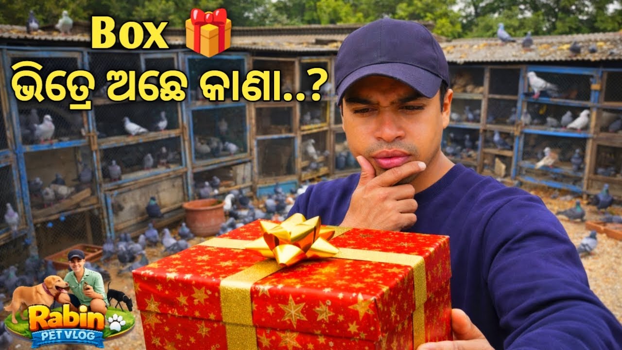 ଜେନ୍ ଟା ଦରକାର୍ ଥିଲା ସେଟା ମିଳି ଗଲା | New Kabutar Entry In Loft | Surprise Pigeon Unboxing | New Pets