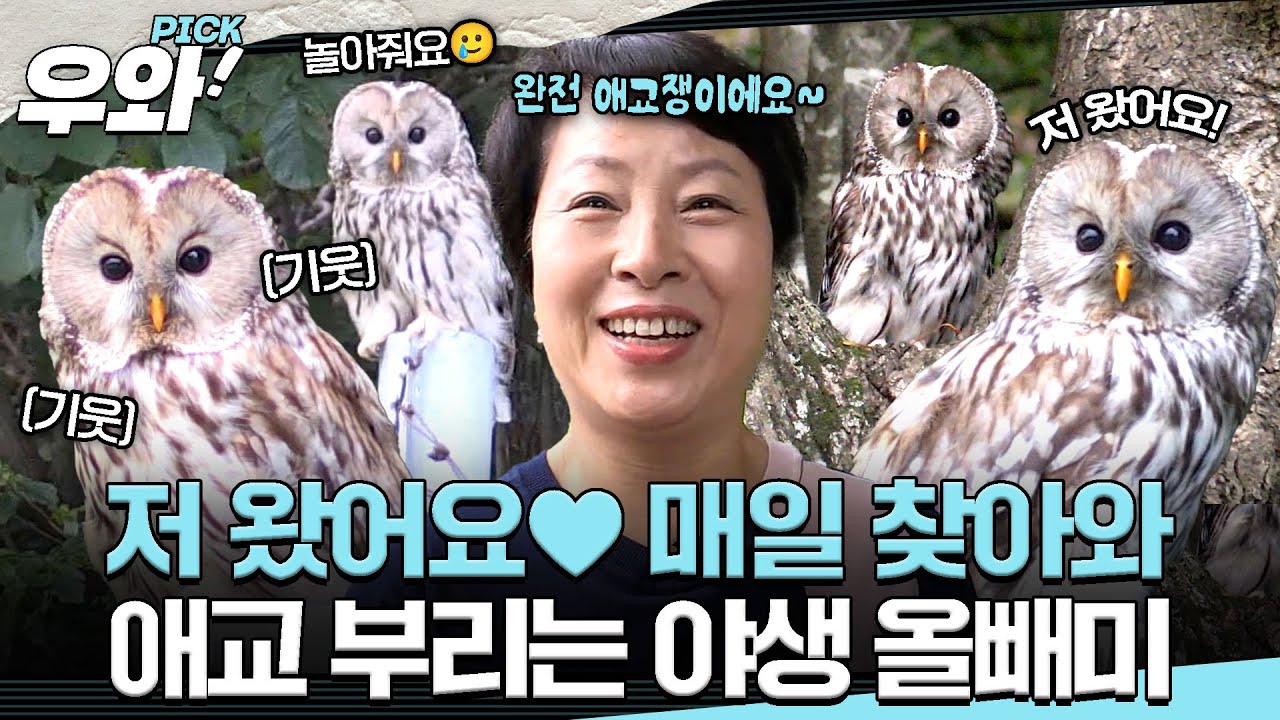 [⭐‍️#우와픽] 매일 찾아오는 귀한 손님, 멸종 위기 2급 ‘긴점박이 올빼미’와 아주머니의 특별한 인연♥️ #순간포착세상에이런일이 #우와한비디오 #우와픽