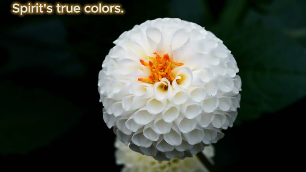 Blooming with Joy