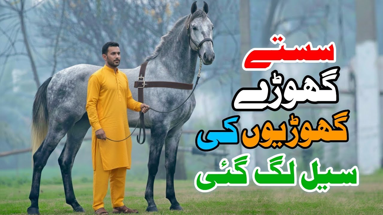 Stud Farm Punjab | White Mare | Black Horse | Horse For Sale | Ghori For Sale | Aminpur Bangla Mandi