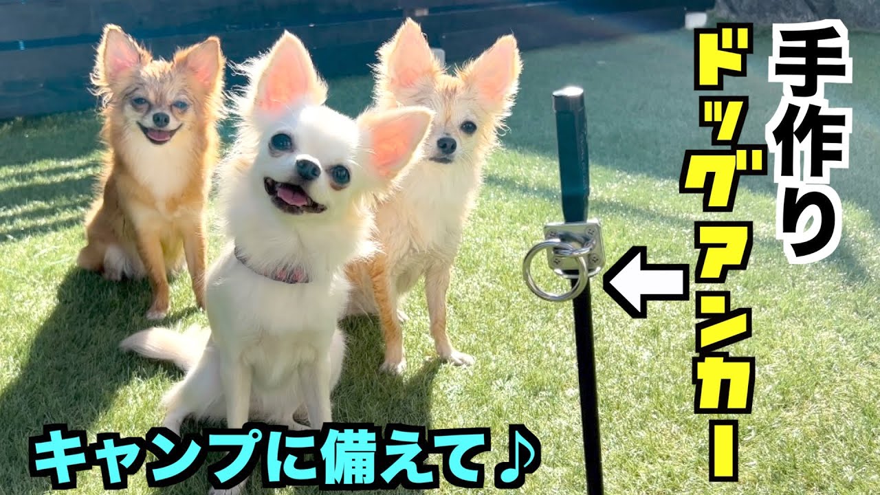 【DIY】犬連れキャンプで大活躍！？ドッグアンカーを手作りしてみた♪