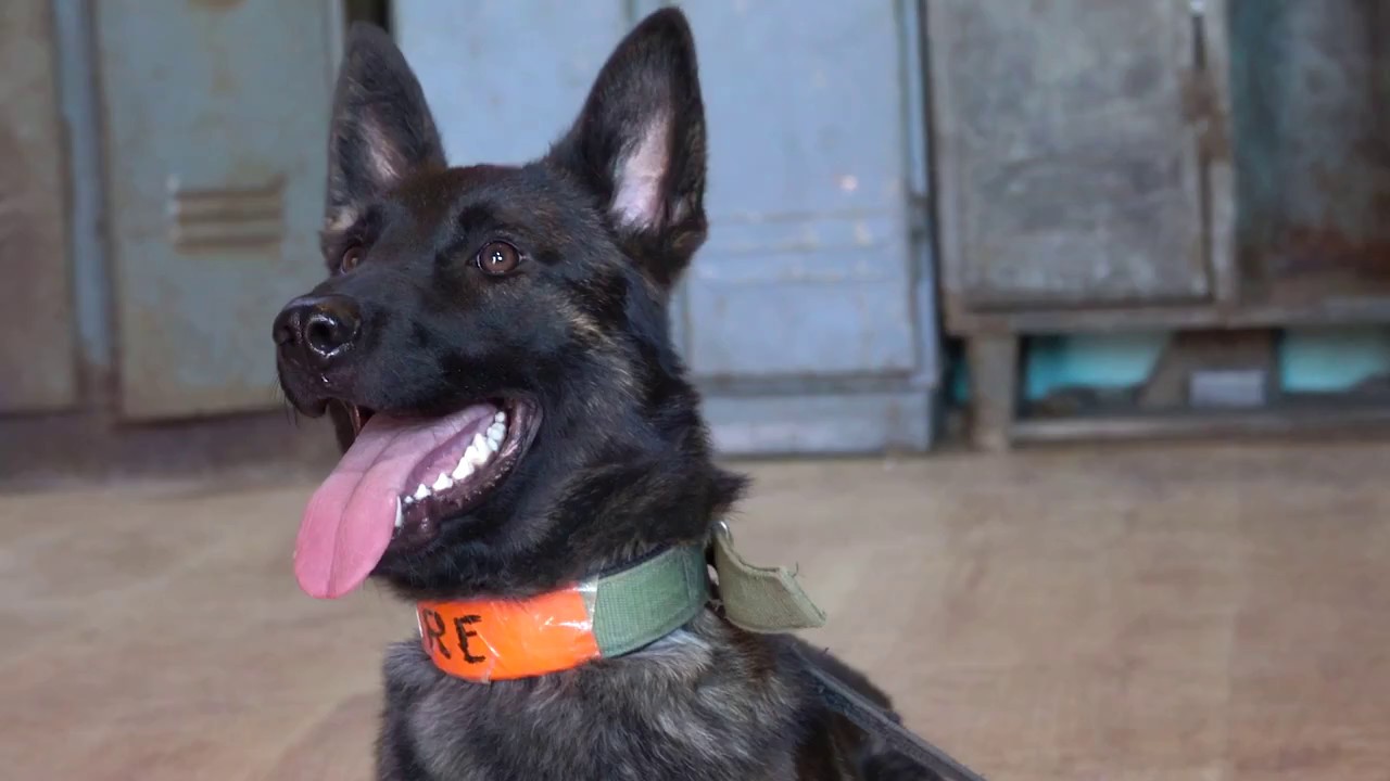 Ture Dutch Shepherd   Detection Inside And Outside