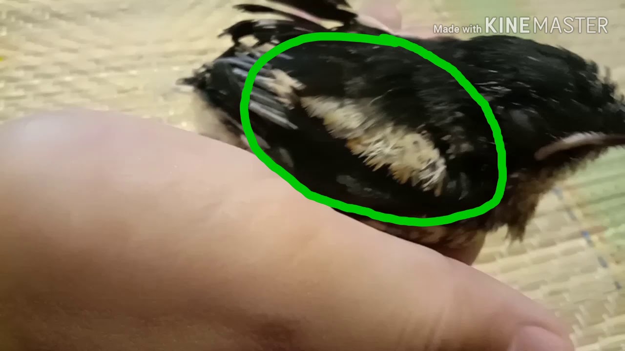 Cara mengenal jantina anak Burung Murai 🇲🇾