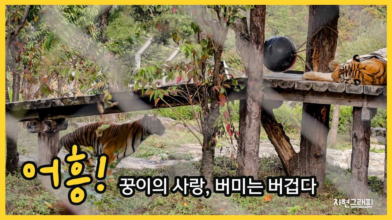 어흥! 버미는 억울해범....(ft. 꿍이의 과한 애정표현)｜봉화 백두대간수목원 호랑이숲｜Baekdudaegan National Arboretum Tiger Forest