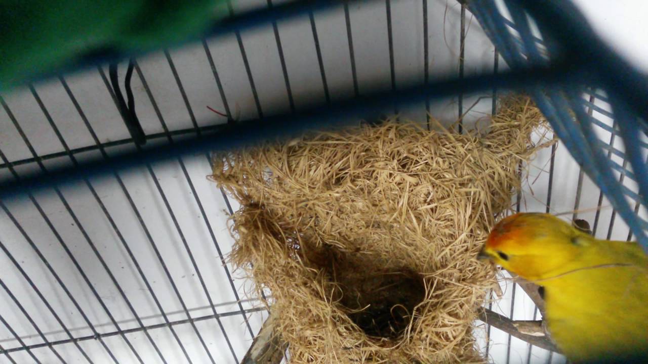 Canarios criollos construyendo nido