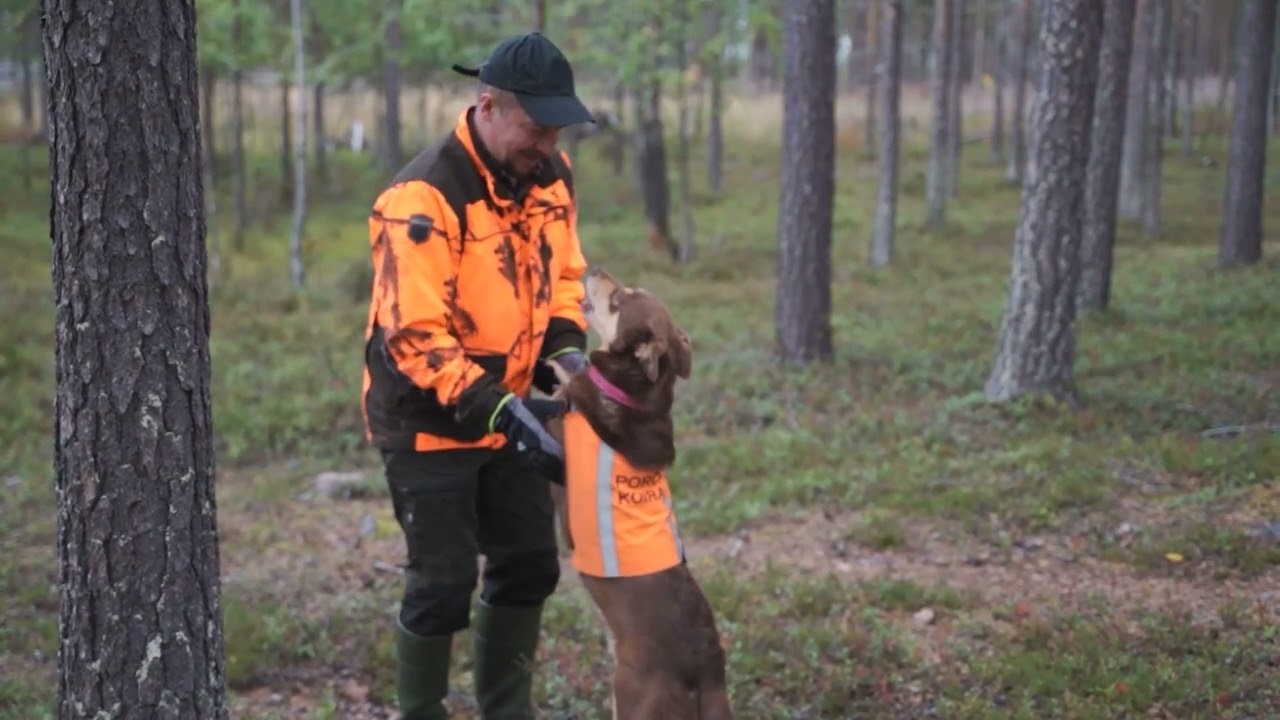 Grude ReindeerHerding Lapland