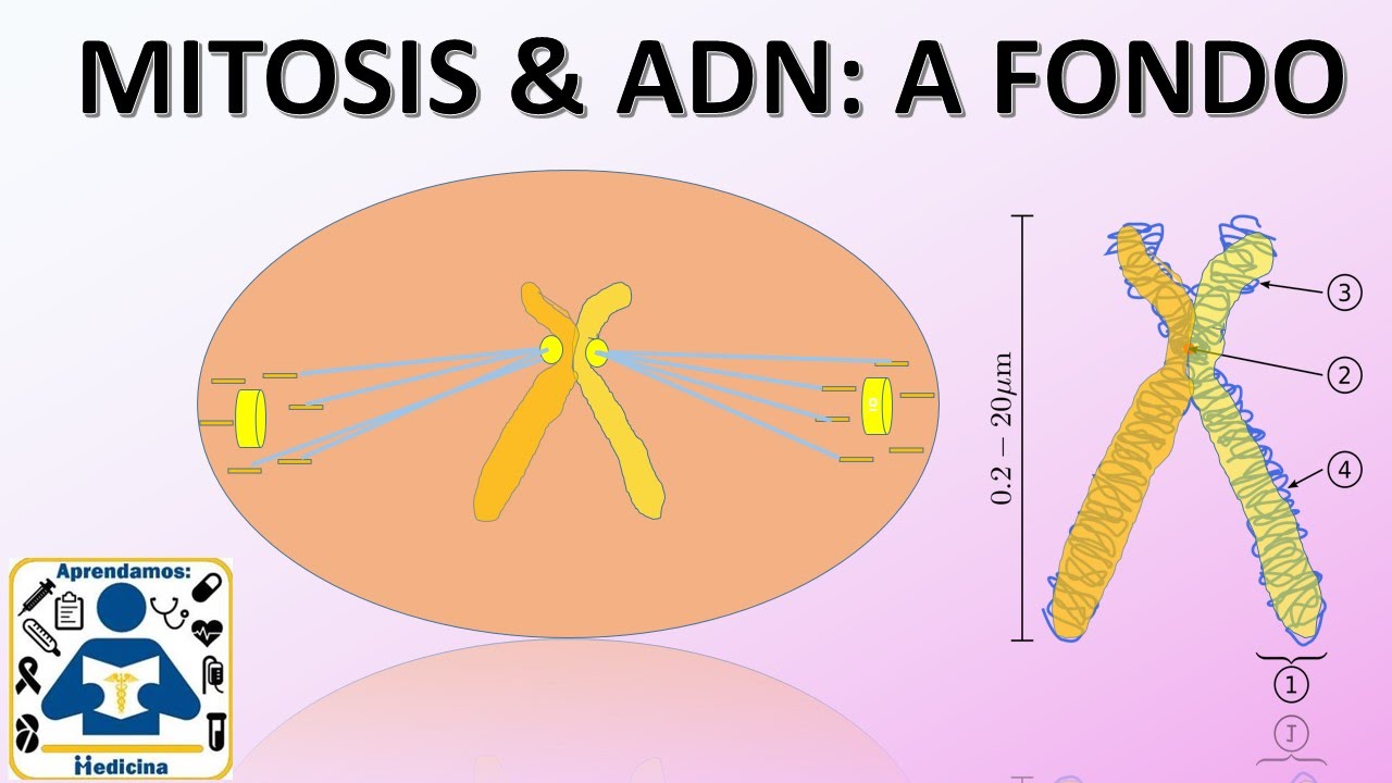 Division celular: Mitosis, Nucleo y ADN.