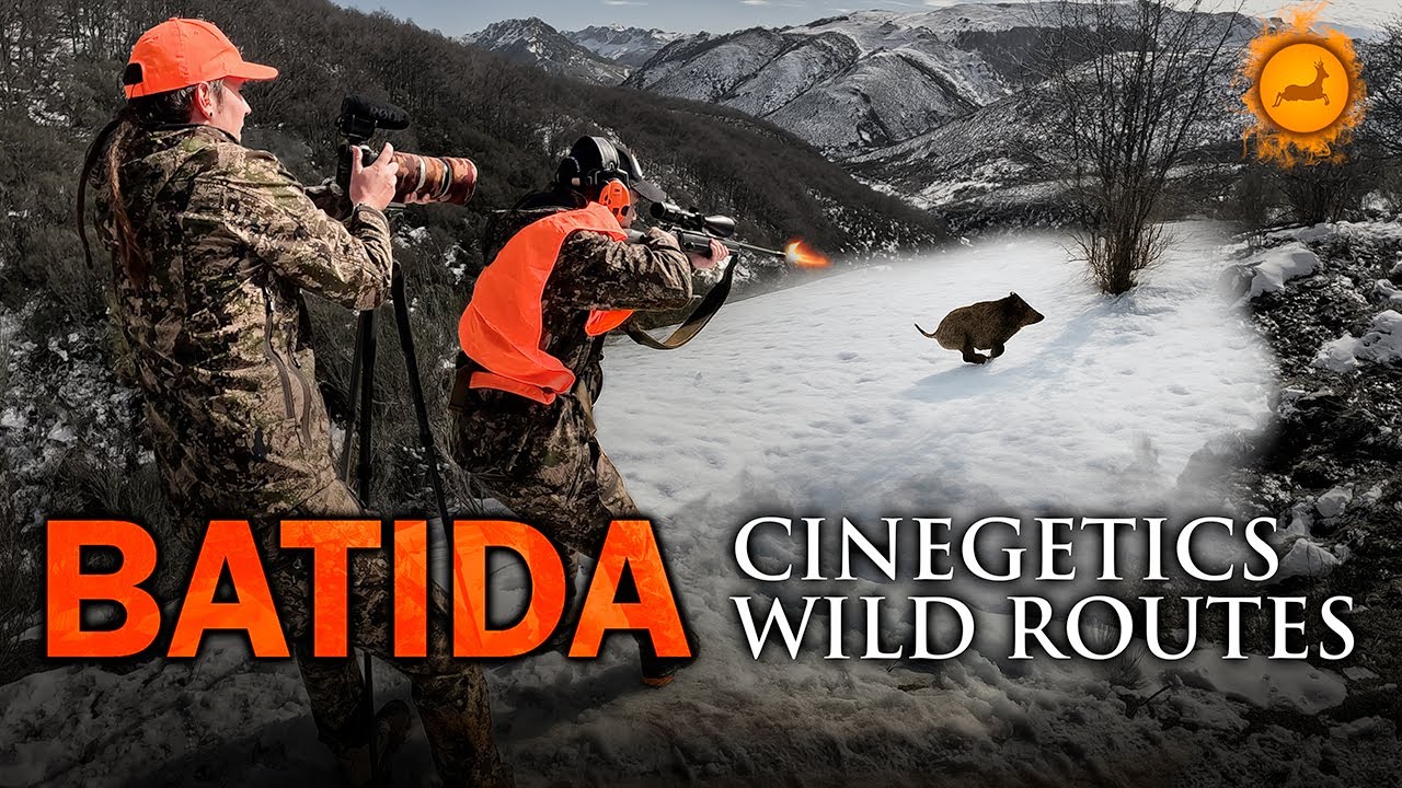 BATIDAS DE JABALI DE MONTA&Ntilde;A - CINEGETICS WILD ROUTES EXPERIENCE