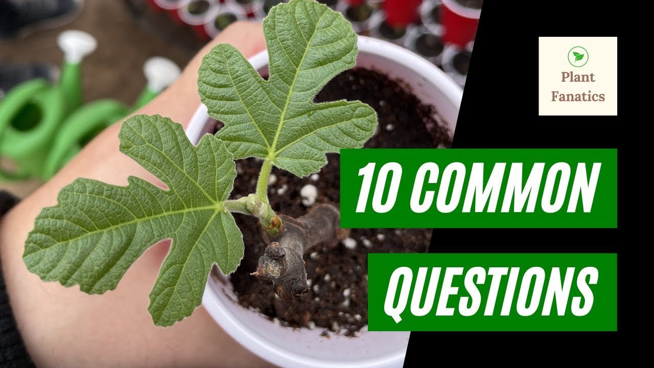 10 причин, по которым ваши черенки инжира погибли! | Ошибки при укоренении инжира! | Простые реше...