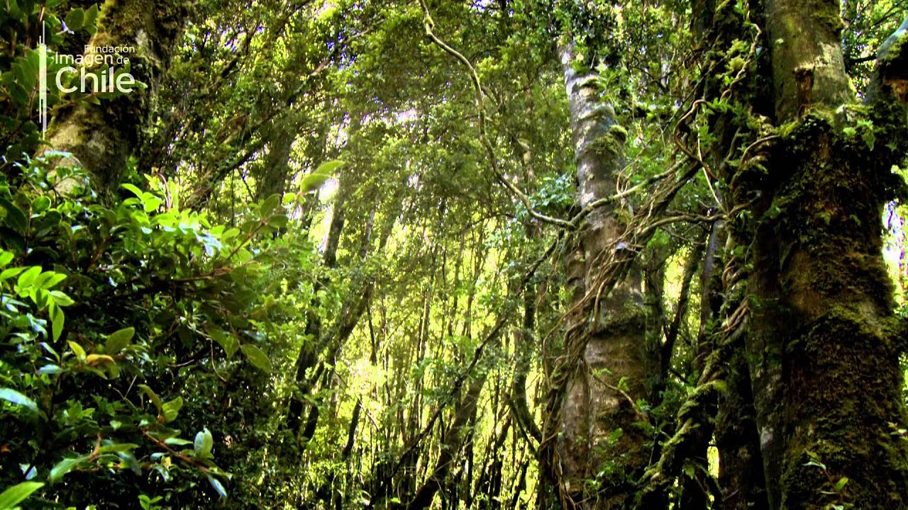 Cold rain forest in the southern Chile