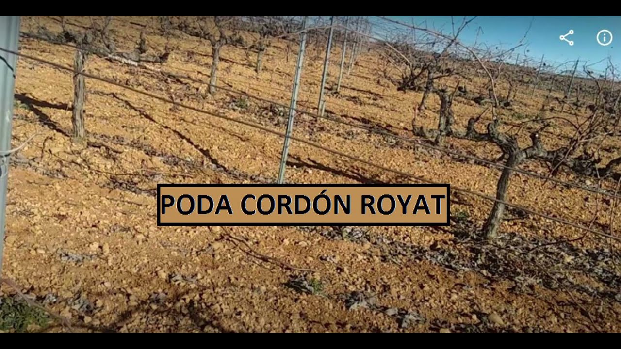 Cómo podar viña parra en espaldera cordón royat