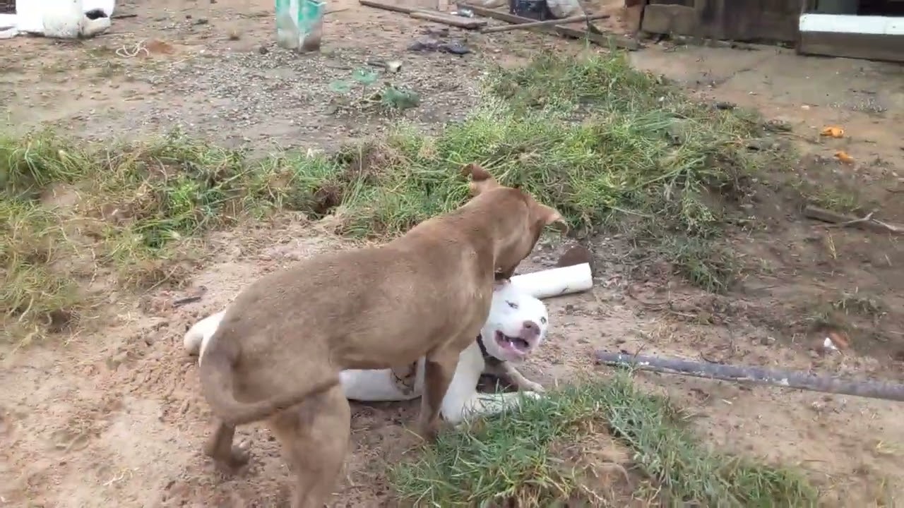 brincando com  pinti
