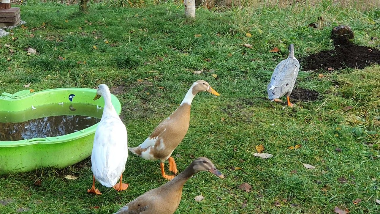Pratande Indiska l&ouml;pankor 6 m&aring;n gamla - 6 months old Indian runner ducks talking/laughing
