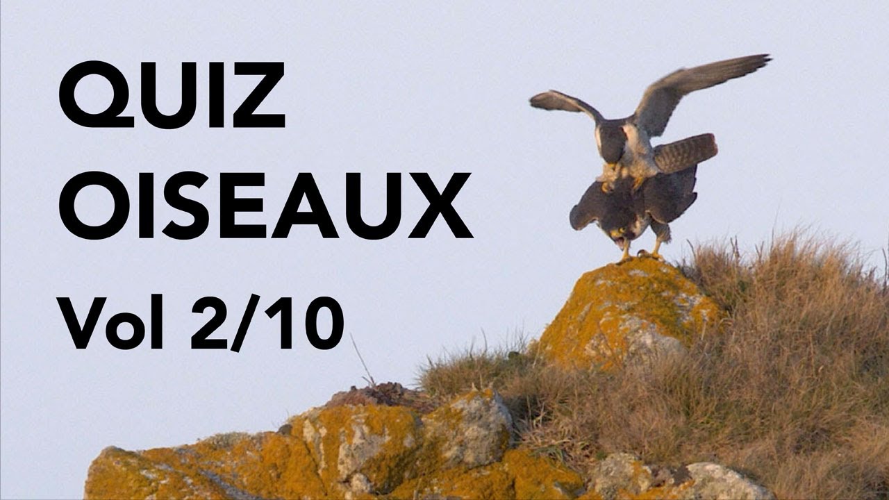 QUIZ 10 ESPÈCES D'OISEAUX Volume 2 Lumix GH4/GH5 4K