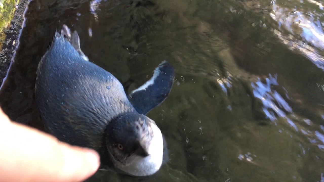 Penguin Bites!!!