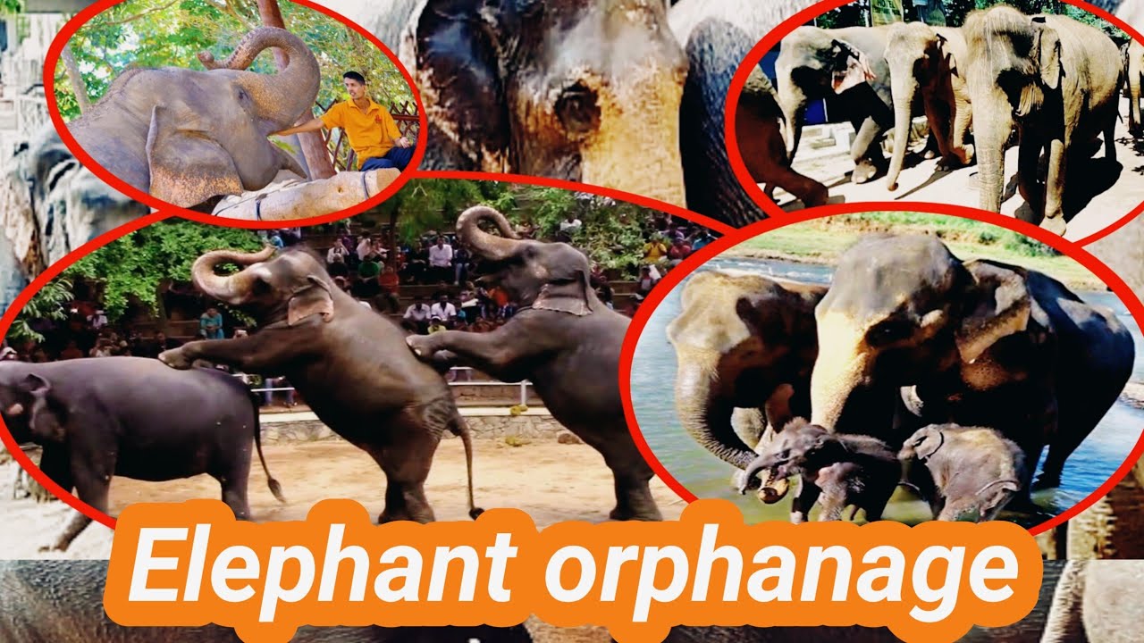 Pinnawala Elephant Orphanage Srilanka | Elephant bathin time pinnawala| Taxi | Travel With Chamara