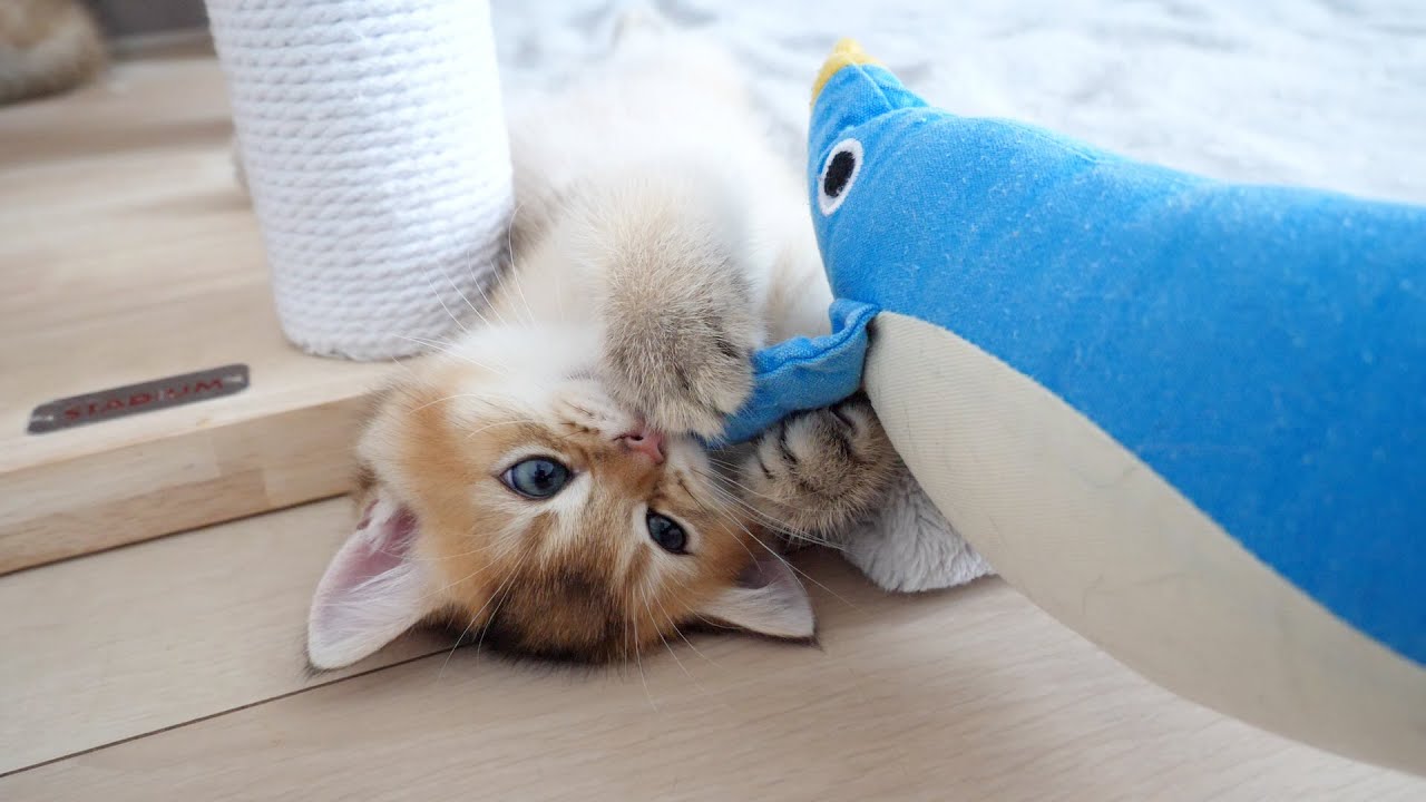 Kitten Mocha who hugs Penguin and won't let go is so cute
