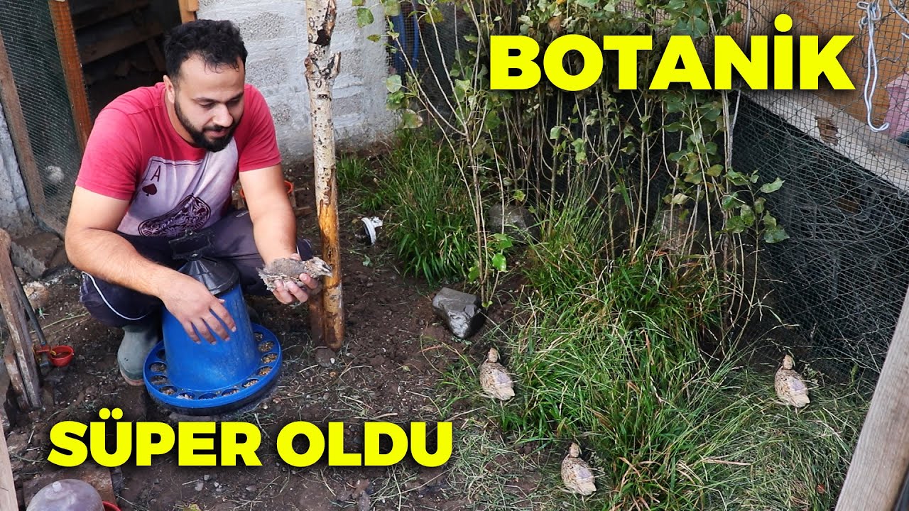 Muhteşem Oldu Görmelisiniz ! - Botanik Doğal Bıldırcın Kümesi - Beyaz Kral Tavşanım Ortama Alıştı