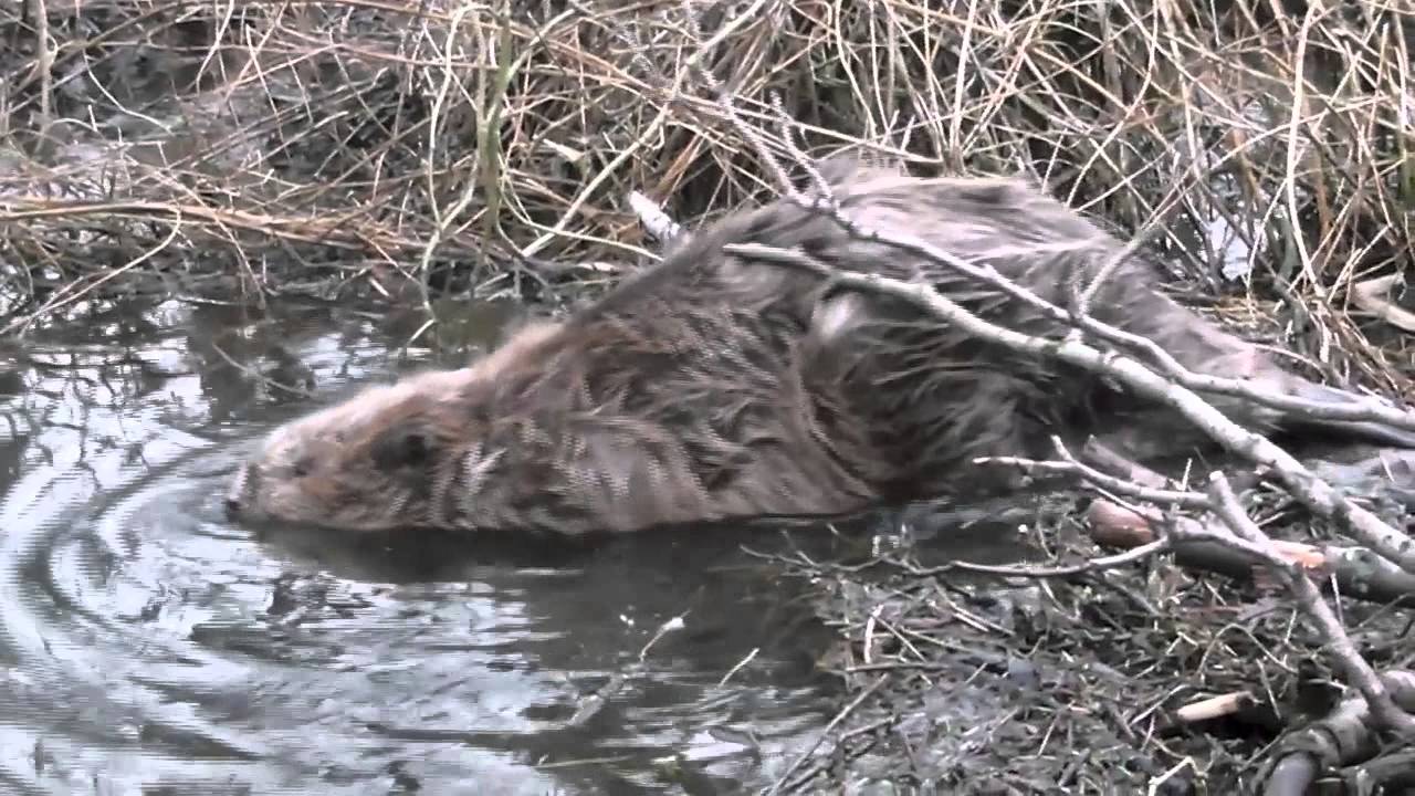 Bever loopt en zwemt weg