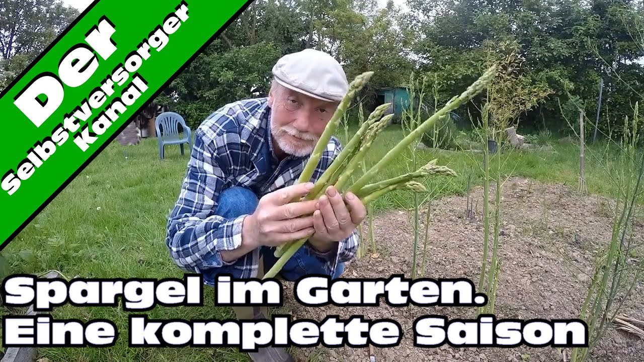Spargel im Garten, eine ganze Saison.
